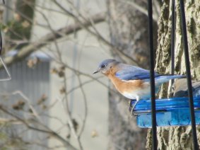 Bluebird Feb 11 2016
